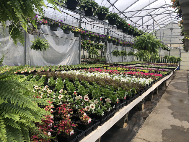 Greenhouse View 5